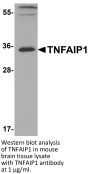 TNFAIP1 Antibody