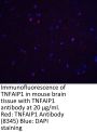 TNFAIP1 Antibody