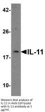 IL-11 Antibody