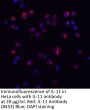 IL-11 Antibody
