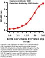 SARS-CoV-2 (COVID-19) Spike 681P Antibody