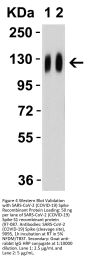 SARS-CoV-2 (COVID-19) Spike Antibody (cleavage site)