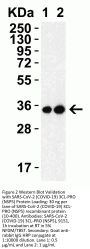 SARS-CoV-2 (COVID-19) 3CL-PRO (NSP5) Antibody
