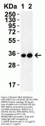 SARS-CoV-2 (COVID-19) 3CL-PRO (NSP5) Antibody
