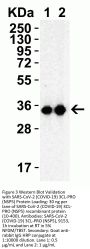 SARS-CoV-2 (COVID-19) 3CL-PRO (NSP5) Antibody