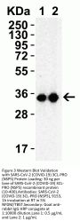 SARS-CoV-2 (COVID-19) 3CL-PRO (NSP5) Antibody