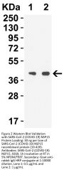 SARS-CoV-2 (COVID-19) NSP15 Antibody