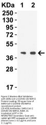 SARS-CoV-2 (COVID-19) NSP15 Antibody