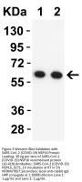 SARS-CoV-2 (COVID-19) NSP16 Antibody