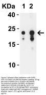 SARS-CoV-2 (COVID-19) ORF3b Antibody