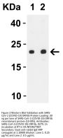SARS-CoV-2 (COVID-19) ORF3b Antibody