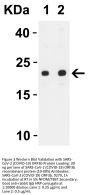 SARS-CoV-2 (COVID-19) ORF3b Antibody
