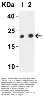SARS-CoV-2 (COVID-19) ORF3b Antibody
