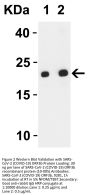 SARS-CoV-2 (COVID-19) ORF3b Antibody