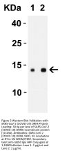 SARS-CoV-2 (COVID-19) ORF8 Antibody