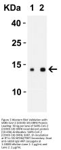 SARS-CoV-2 (COVID-19) ORF8 Antibody