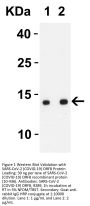 SARS-CoV-2 (COVID-19) ORF8 Antibody