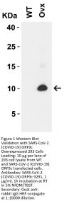 SARS-CoV-2 (COVID-19) ORF9c Antibody