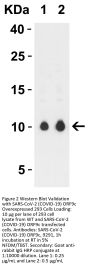 SARS-CoV-2 (COVID-19) ORF9c Antibody