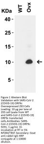 SARS-CoV-2 (COVID-19) ORF9c Antibody