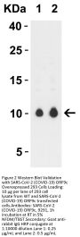 SARS-CoV-2 (COVID-19) ORF9c Antibody
