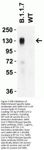 SARS-CoV-2 Spike P681H Antibody (Alpha, Mu Variant)