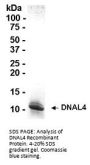 DNAL4 Recombinant Protein