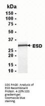 ESD Recombinant Protein