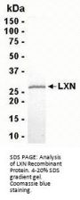 LXN Recombinant Protein