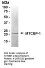 MTCBP-1 Recombinant Protein
