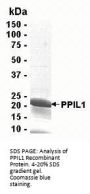 PPIL1 Recombinant Protein