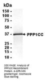 PPP1CC Recombinant Protein