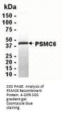 PSMC6 Recombinant Protein