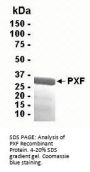 PXF Recombinant Protein