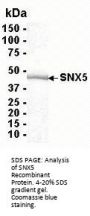 SNX5 Recombinant Protein