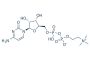 Citicoline