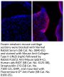 Fluoromount-G® Anti-Fade