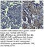 Mouse IgG1-UNLB