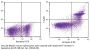 ApoScreen® Annexin V Apoptosis Kit-PE