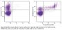 ApoScreen® Annexin V-CY5