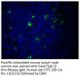 Goat F(ab')2 Anti-Mouse IgM, Human ads-FITC