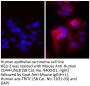 Goat Anti-Mouse IgG(H+L), Human ads-TRITC