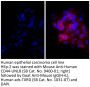 Goat Anti-Mouse IgG(H+L), Human ads-TXRD