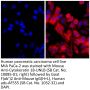 Goat F(ab')2 Anti-Mouse IgG(H+L), Human ads-AF555