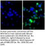 Goat Anti-Mouse IgG(H+L), Multi-Species SP ads-AF488