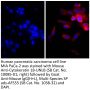 Goat Anti-Mouse IgG(H+L), Multi-Species SP ads-AF555