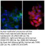 Goat Anti-Mouse IgG2b, Human ads-TXRD
