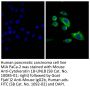 Goat F(ab')2 Anti-Mouse IgG2b, Human ads-FITC