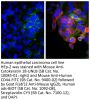 Goat F(ab')2 Anti-Mouse IgG2b, Human ads-BIOT