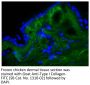 Goat Anti-Type I Collagen-FITC